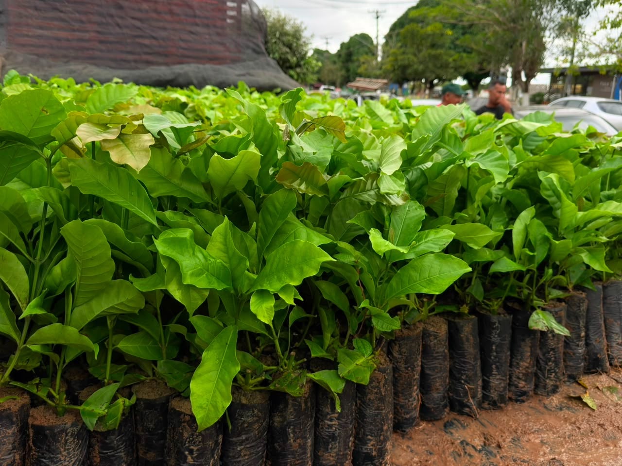 Deputado Alan Queiroz destina mudas de café para fortalecer produção rural em Candeias do Jamari