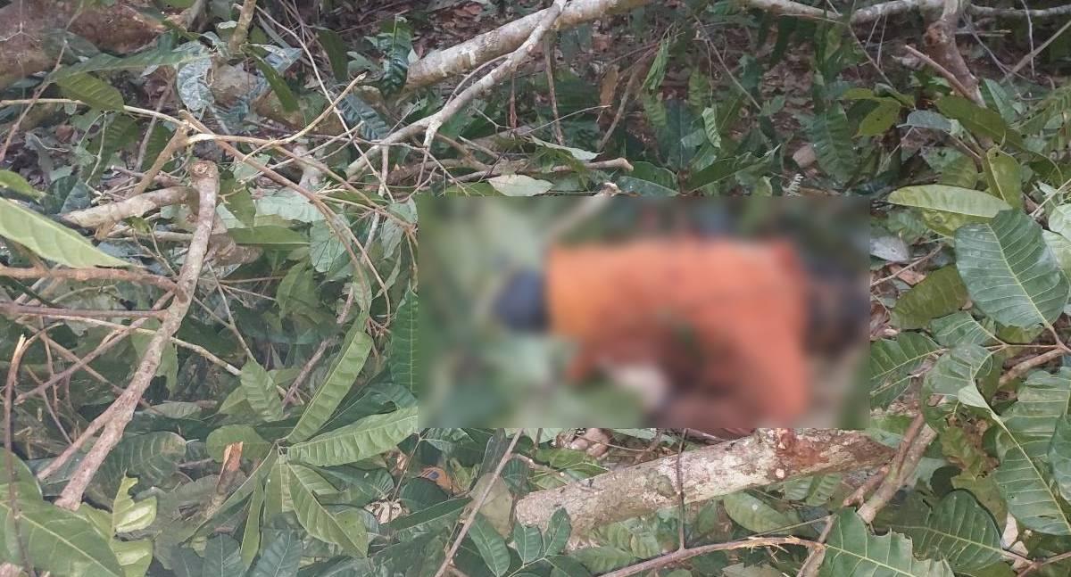Trabalhador morre atingido por tronco no decorrer de atividade de manejo florestal em área rural