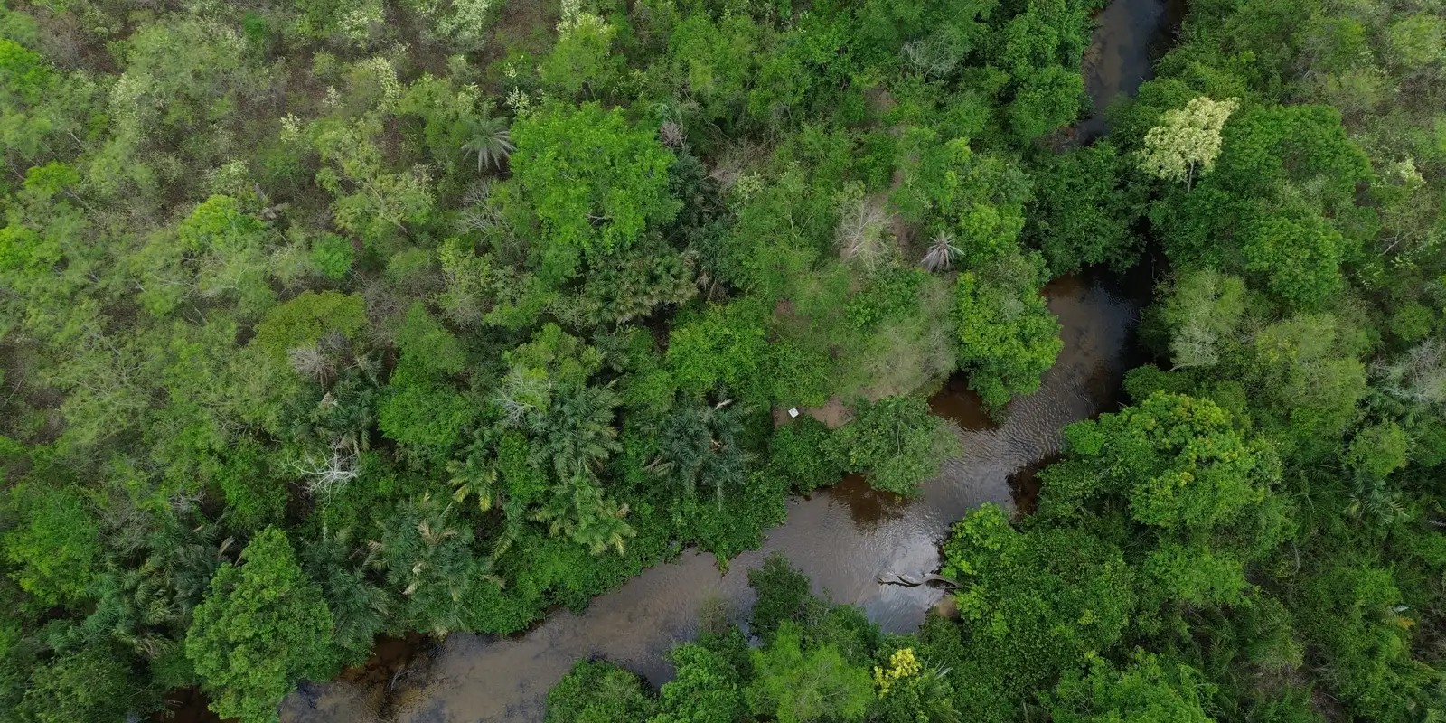 Campanha convoca candidatos a defender o Cerrado nas eleições